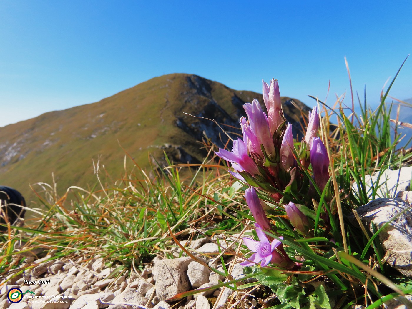 46 Gentianella anisodonta con vista in Cima Grem.JPG